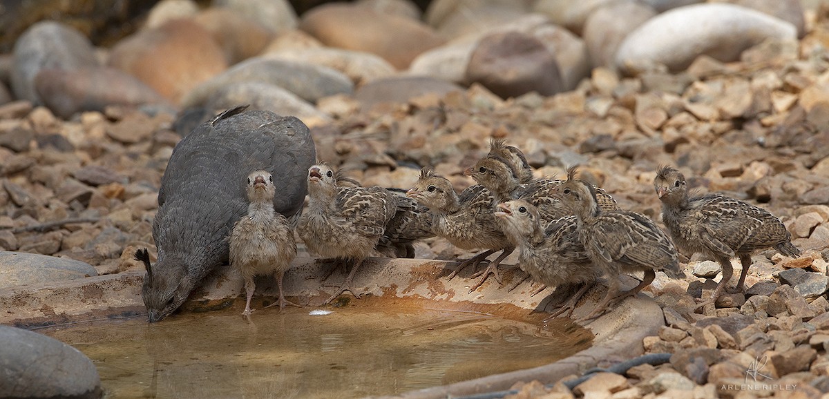 Gambel's Quail - ML620432758