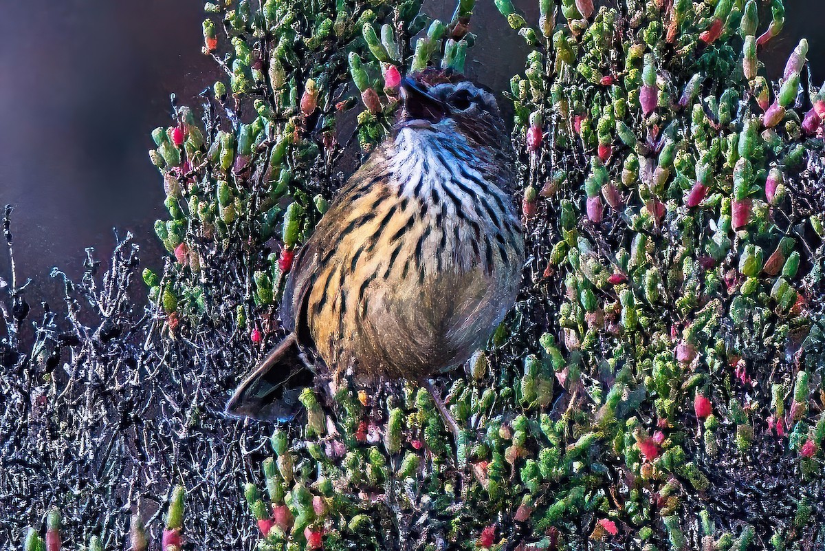 Striated Fieldwren - ML620432759