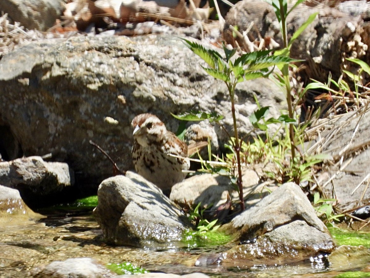 Song Sparrow - ML620432760