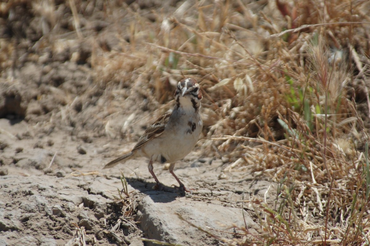 Lark Sparrow - ML620432761