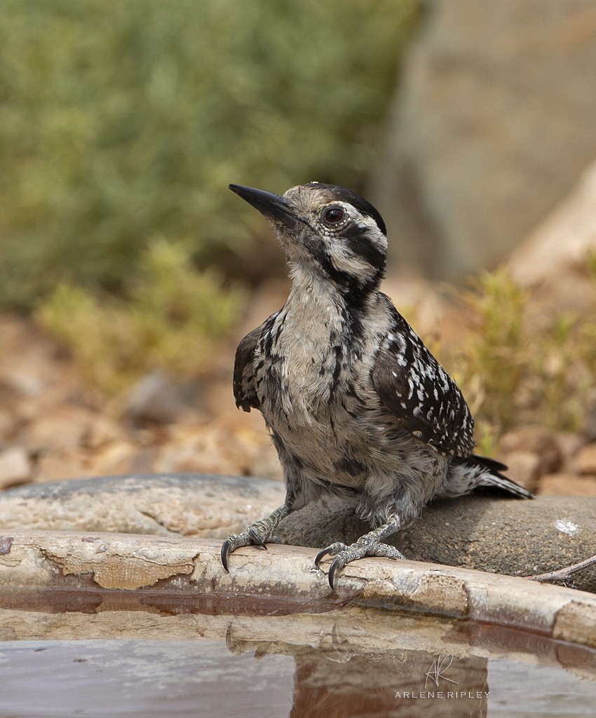 Ladder-backed Woodpecker - ML620432765