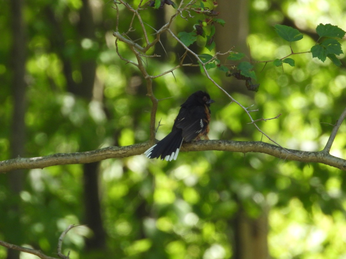 Eastern Towhee - ML620432766