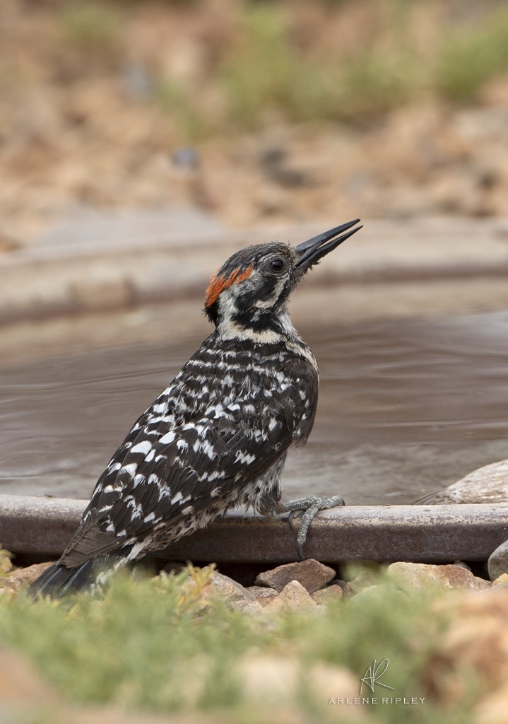 Ladder-backed Woodpecker - ML620432767