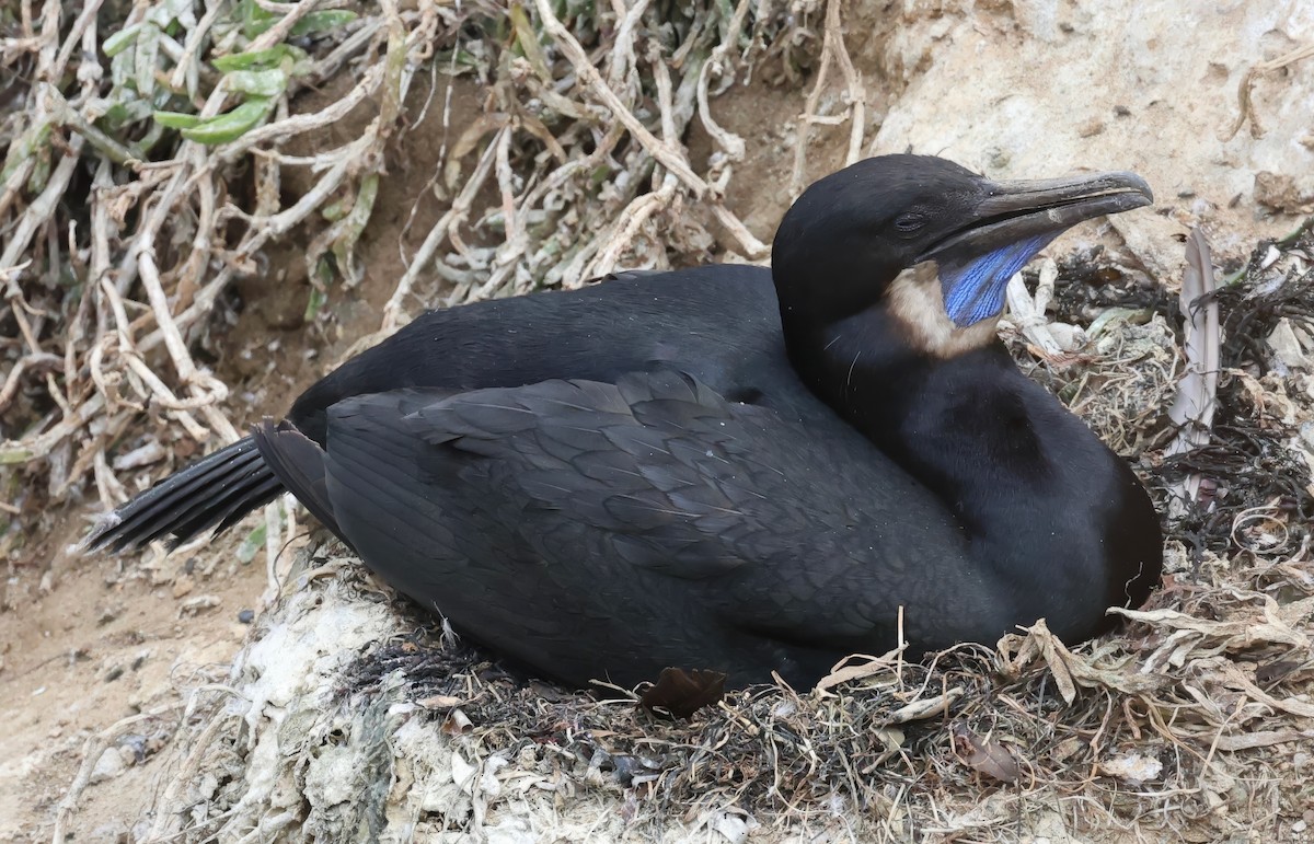 Brandt's Cormorant - ML620432769