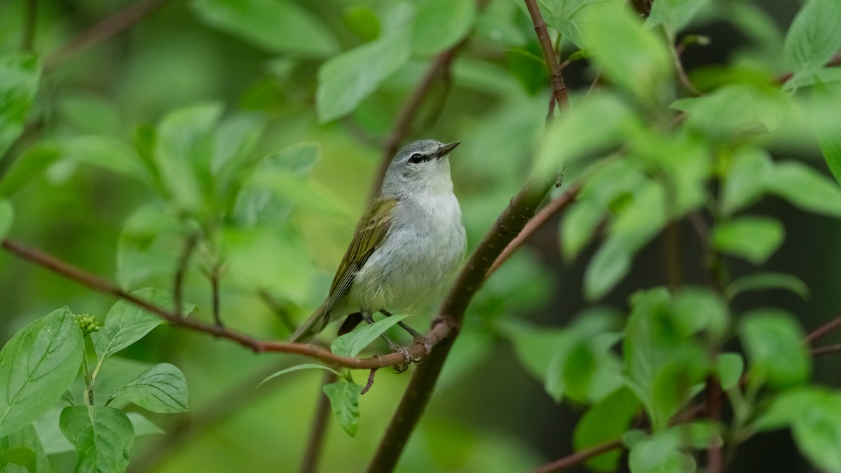 Tennessee Warbler - ML620432770