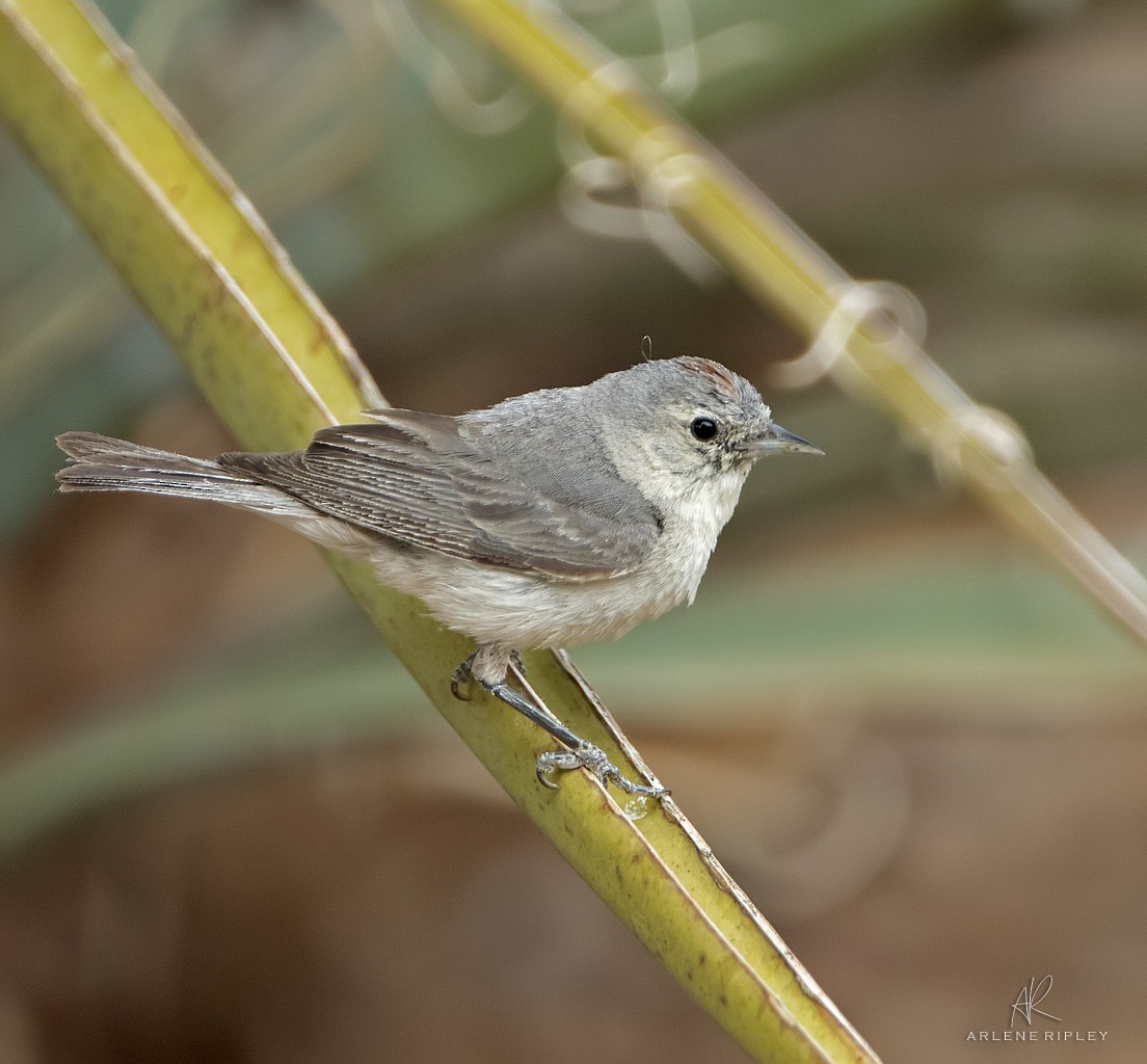Lucy's Warbler - ML620432771