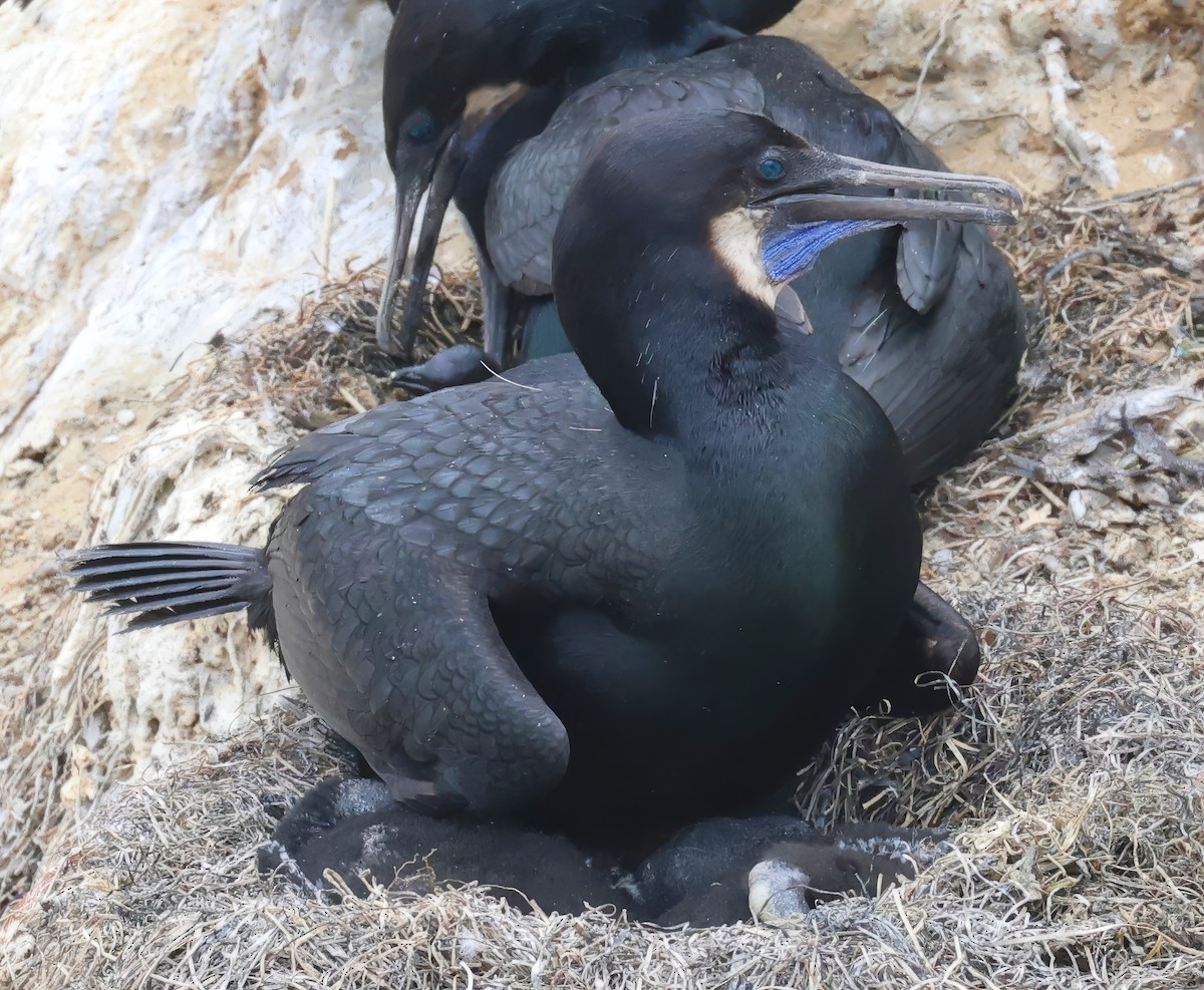 Brandt's Cormorant - ML620432776