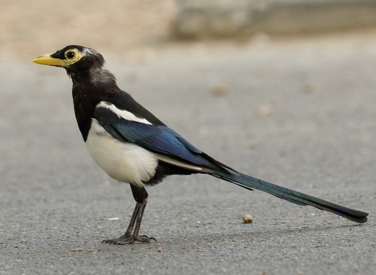 Yellow-billed Magpie - ML620432777