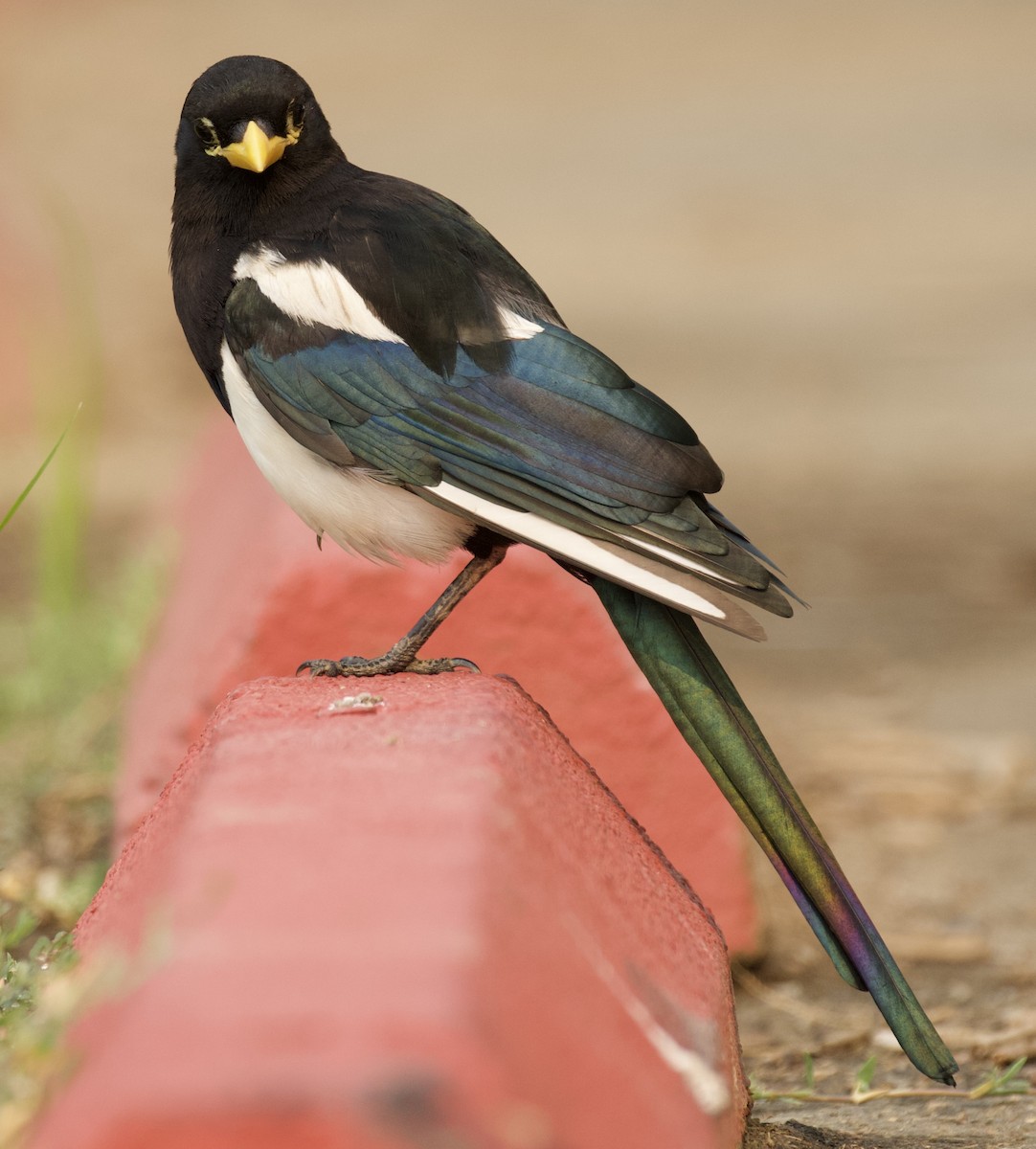 Yellow-billed Magpie - ML620432778