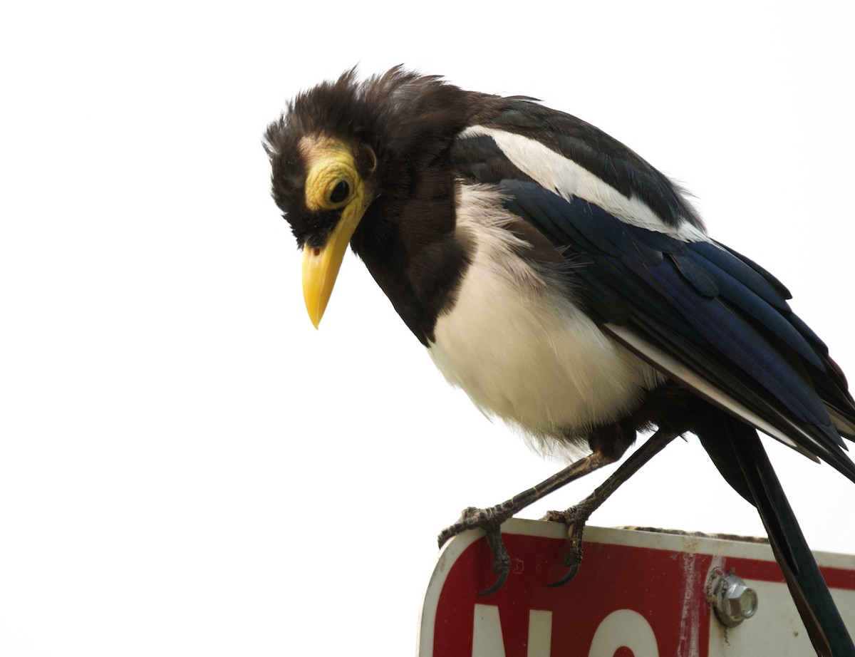 Yellow-billed Magpie - ML620432779