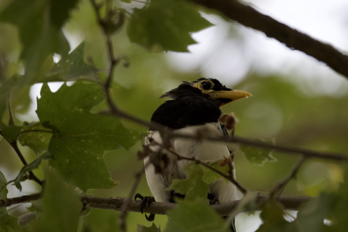 Yellow-billed Magpie - ML620432780