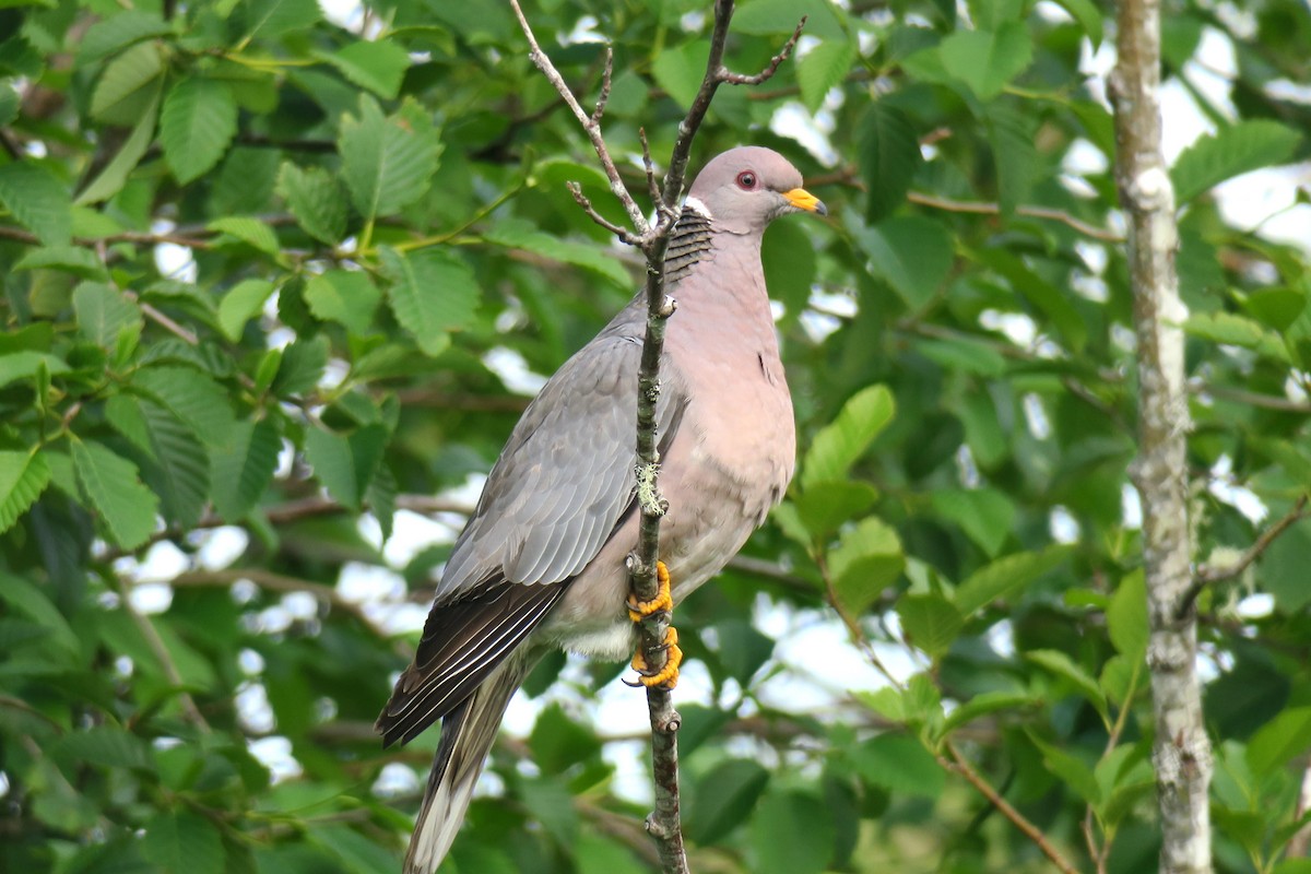 Band-tailed Pigeon - ML620432782