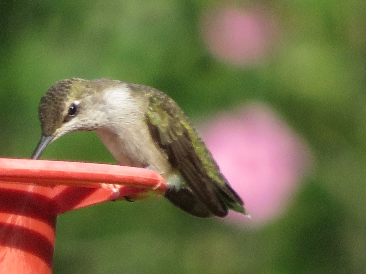 Colibri à gorge noire - ML620432788