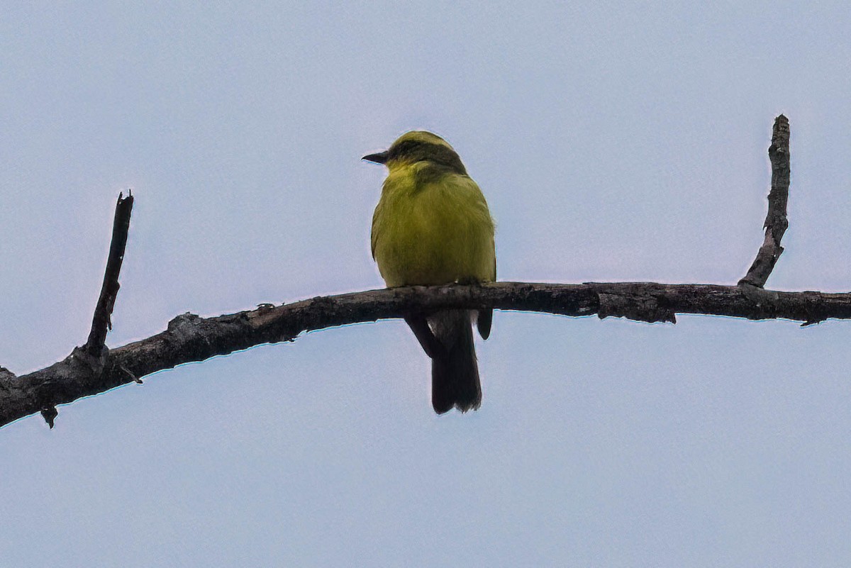 Bienteveo Cejiamarillo - ML620432793