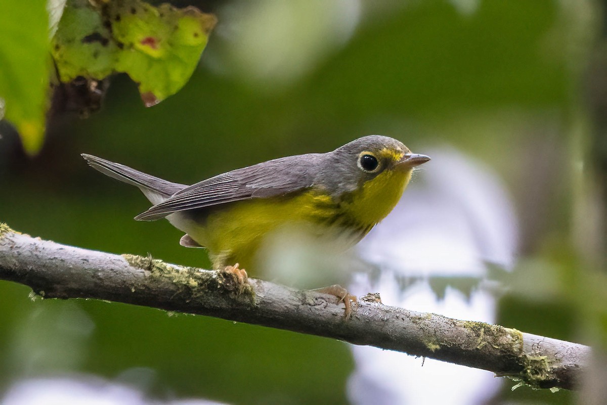 Canada Warbler - ML620432805