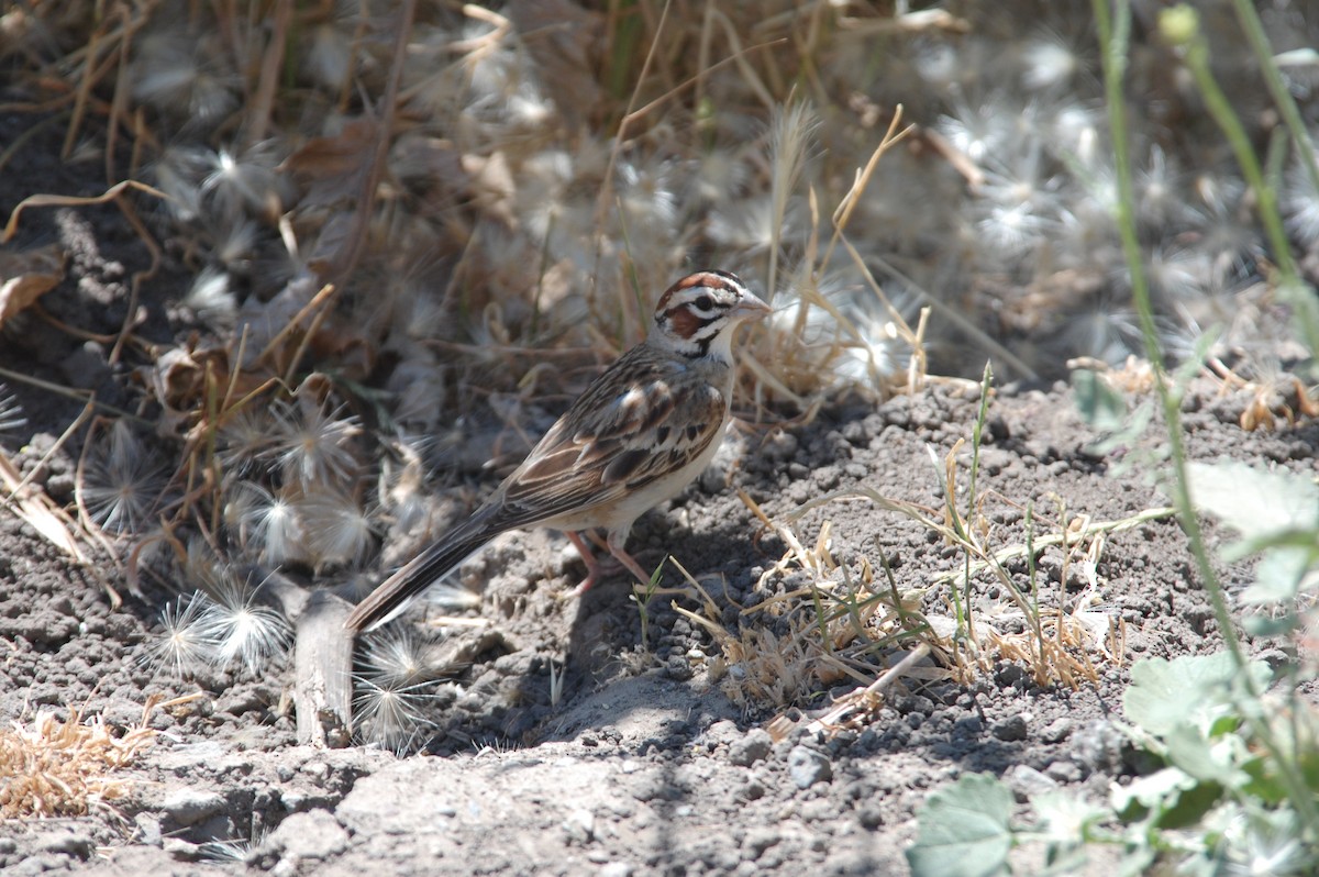 Lark Sparrow - ML620432807