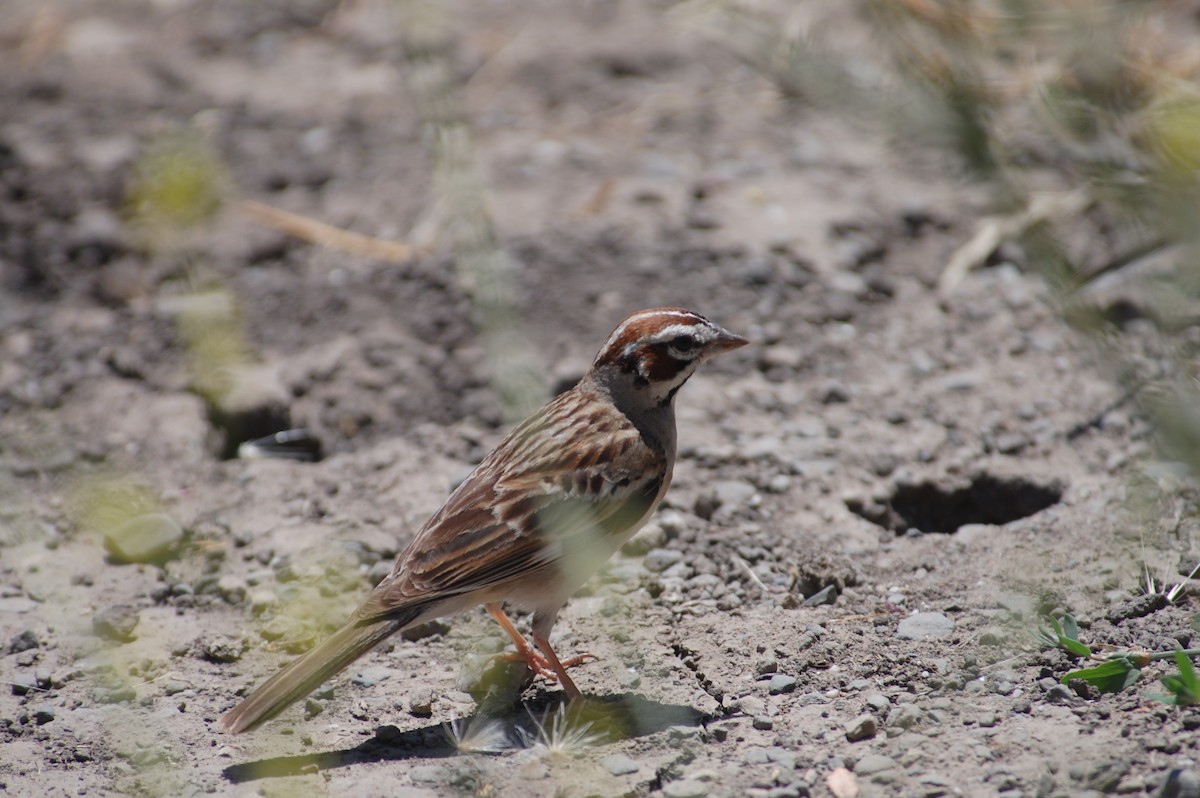 Lark Sparrow - Stephen T Bird