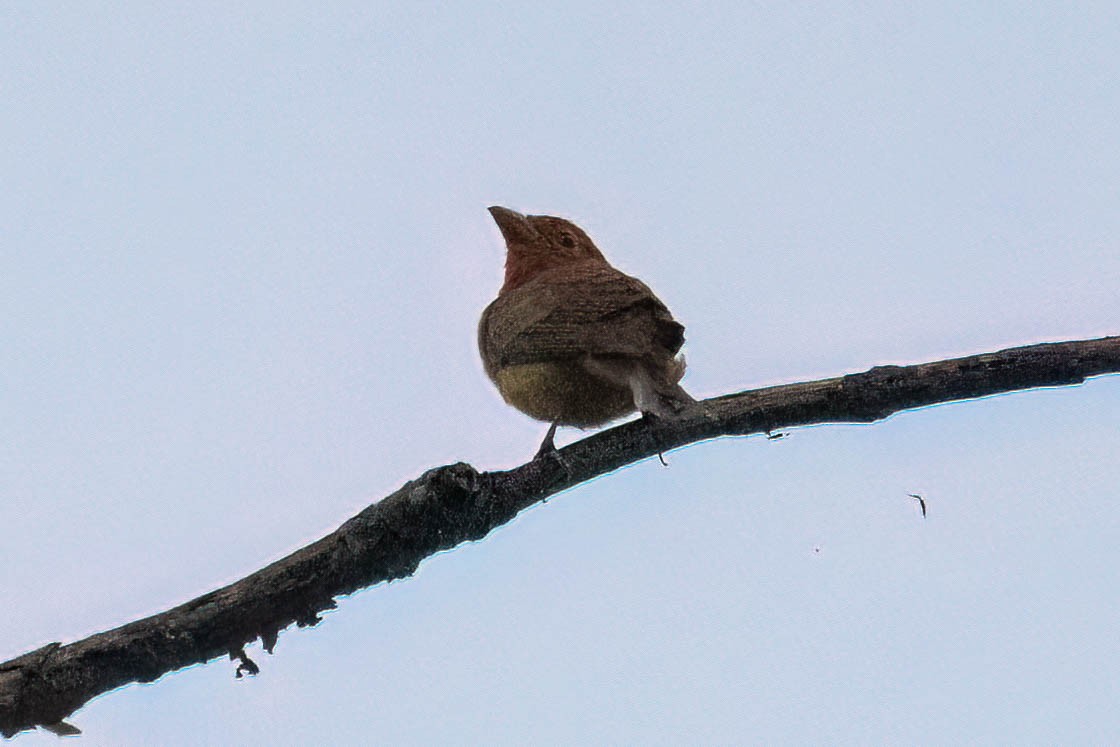 Summer Tanager - ML620432809