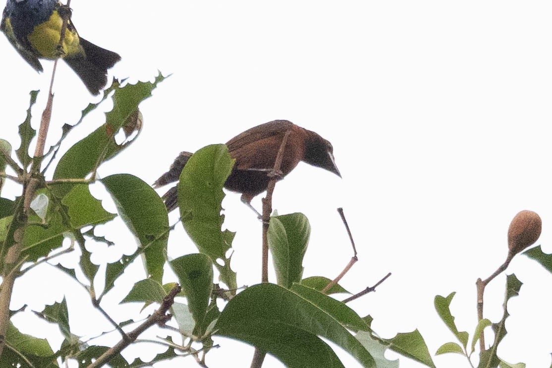 Silver-beaked Tanager - ML620432811