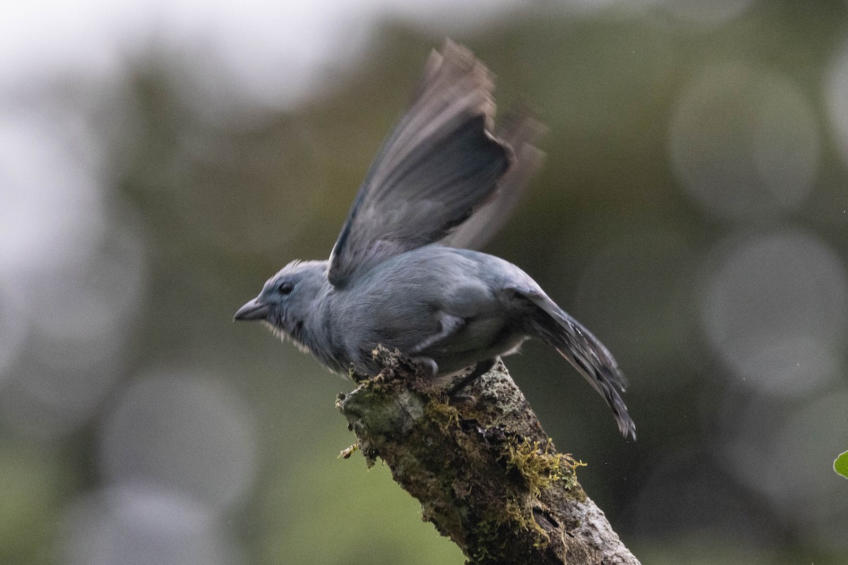 Blue-gray Tanager - ML620432814