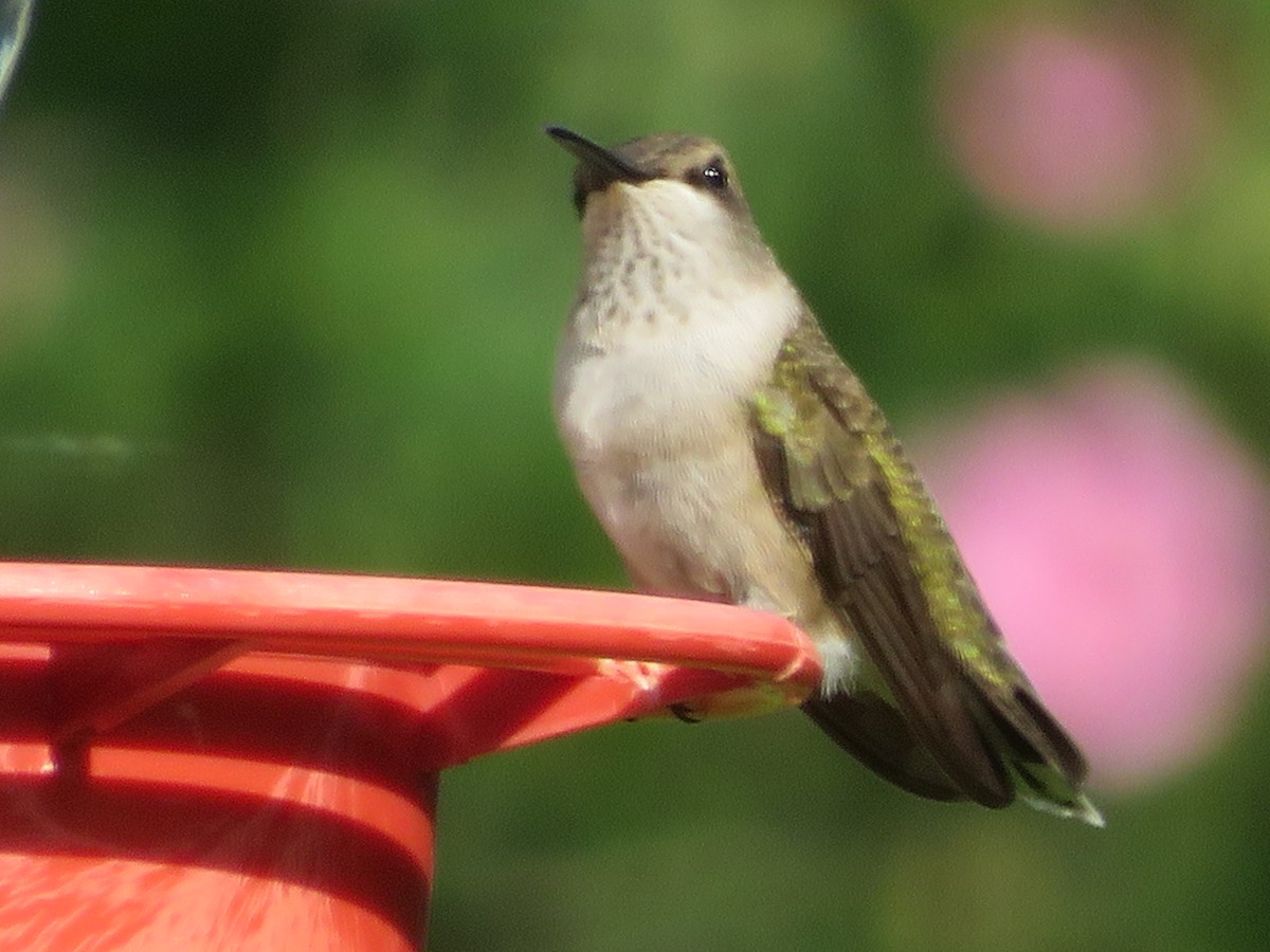 Black-chinned Hummingbird - ML620432815