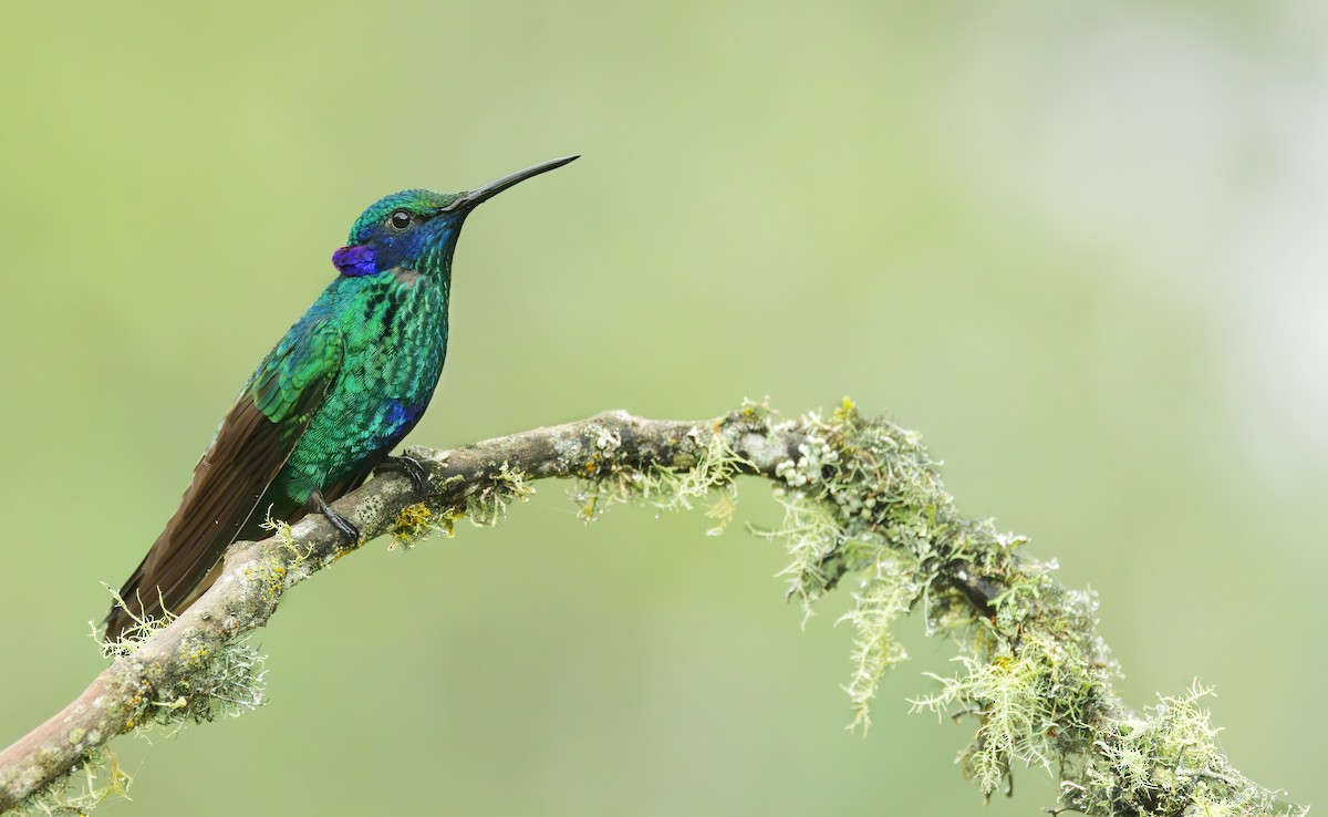 Colibrí Rutilante - ML620432820