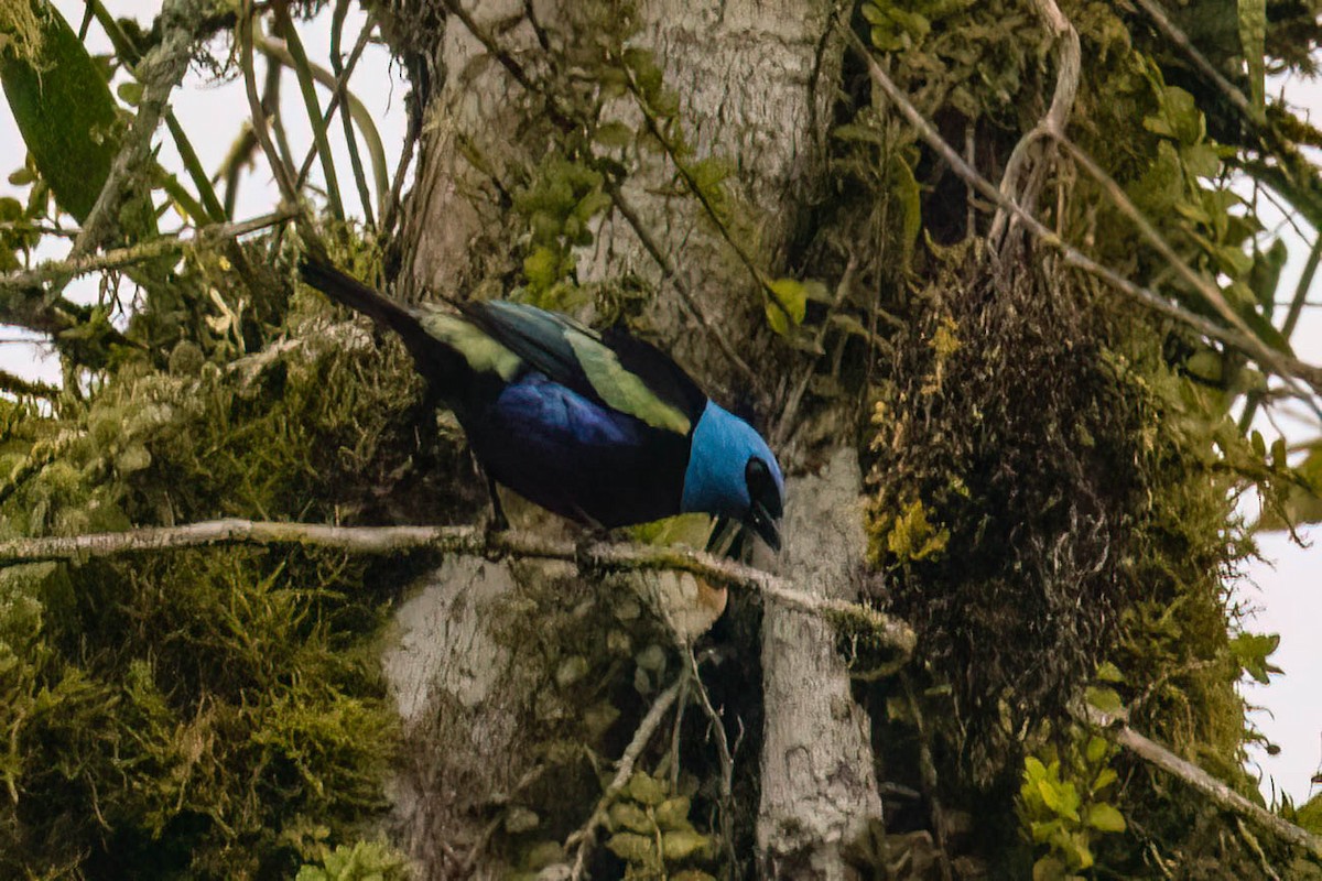 Blue-necked Tanager - ML620432822