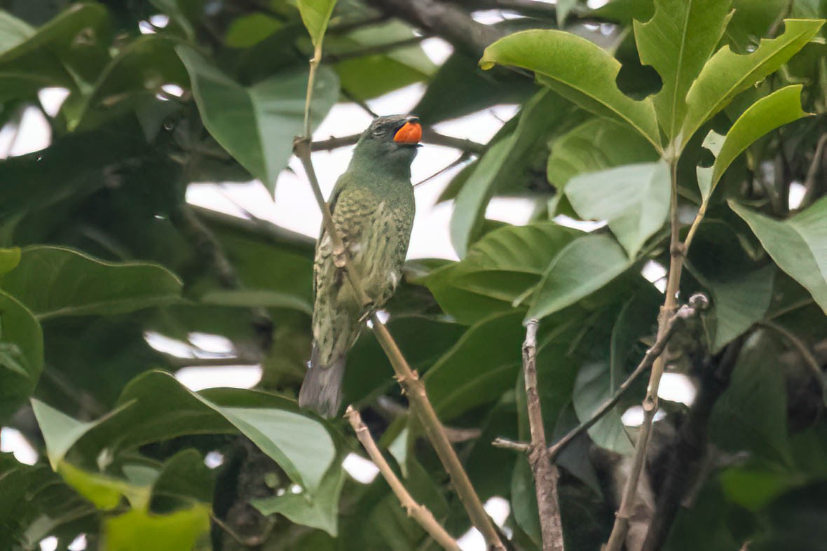 Swallow Tanager - ML620432825