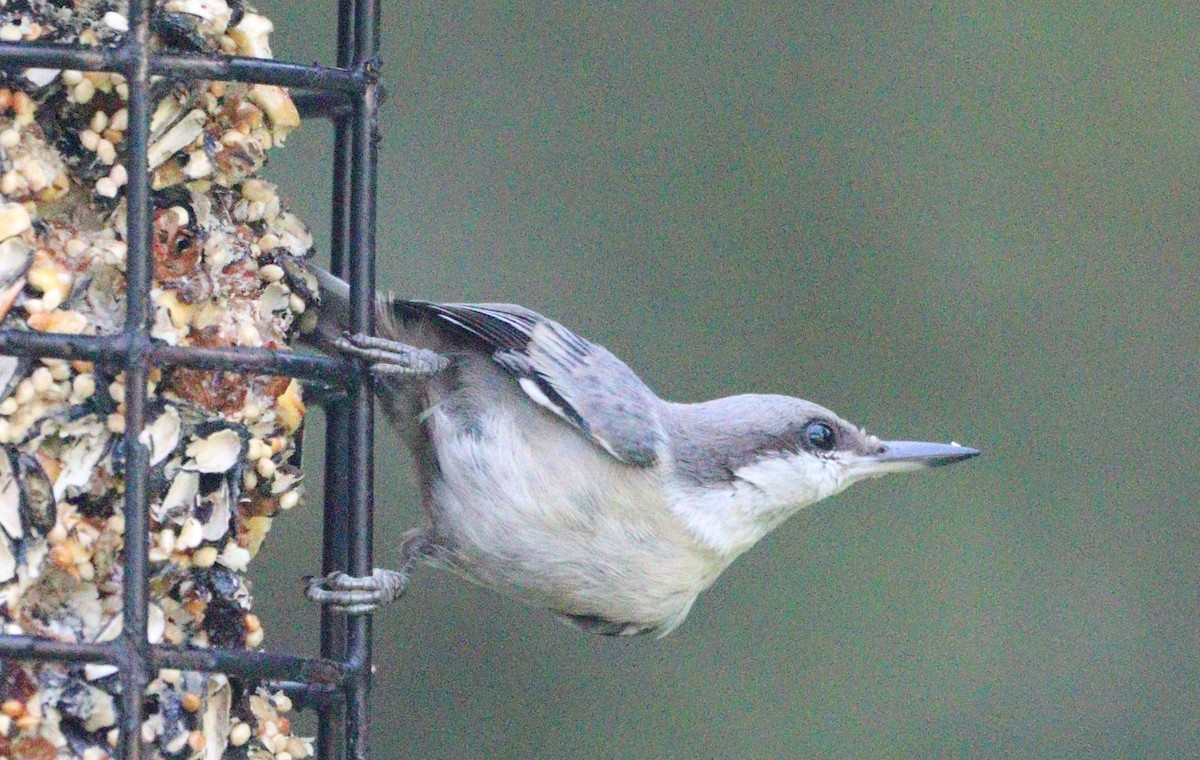 Brown-headed Nuthatch - ML620432826