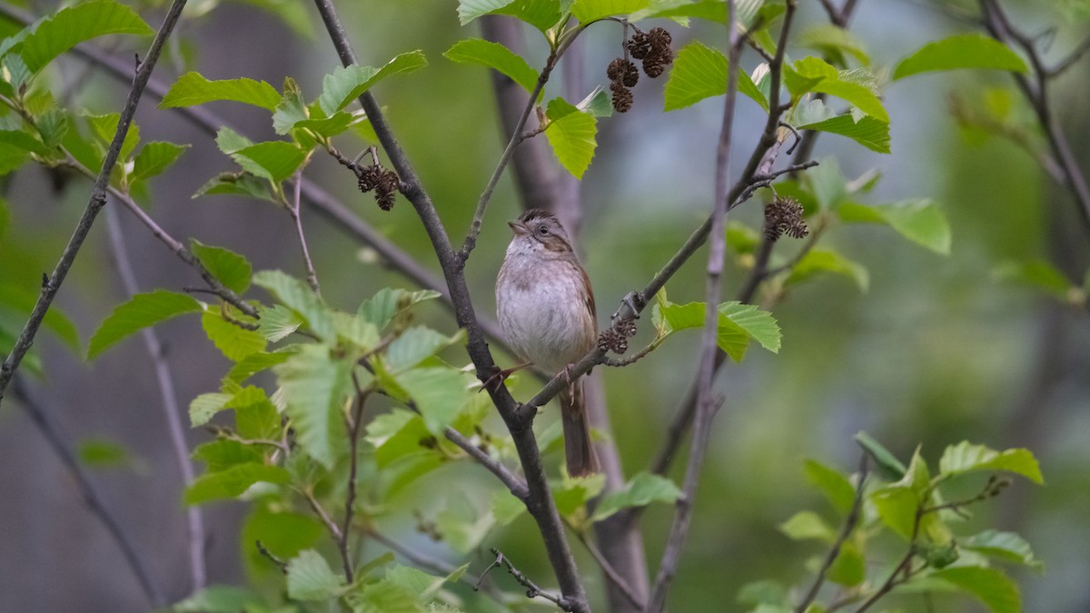 Swamp Sparrow - ML620432827