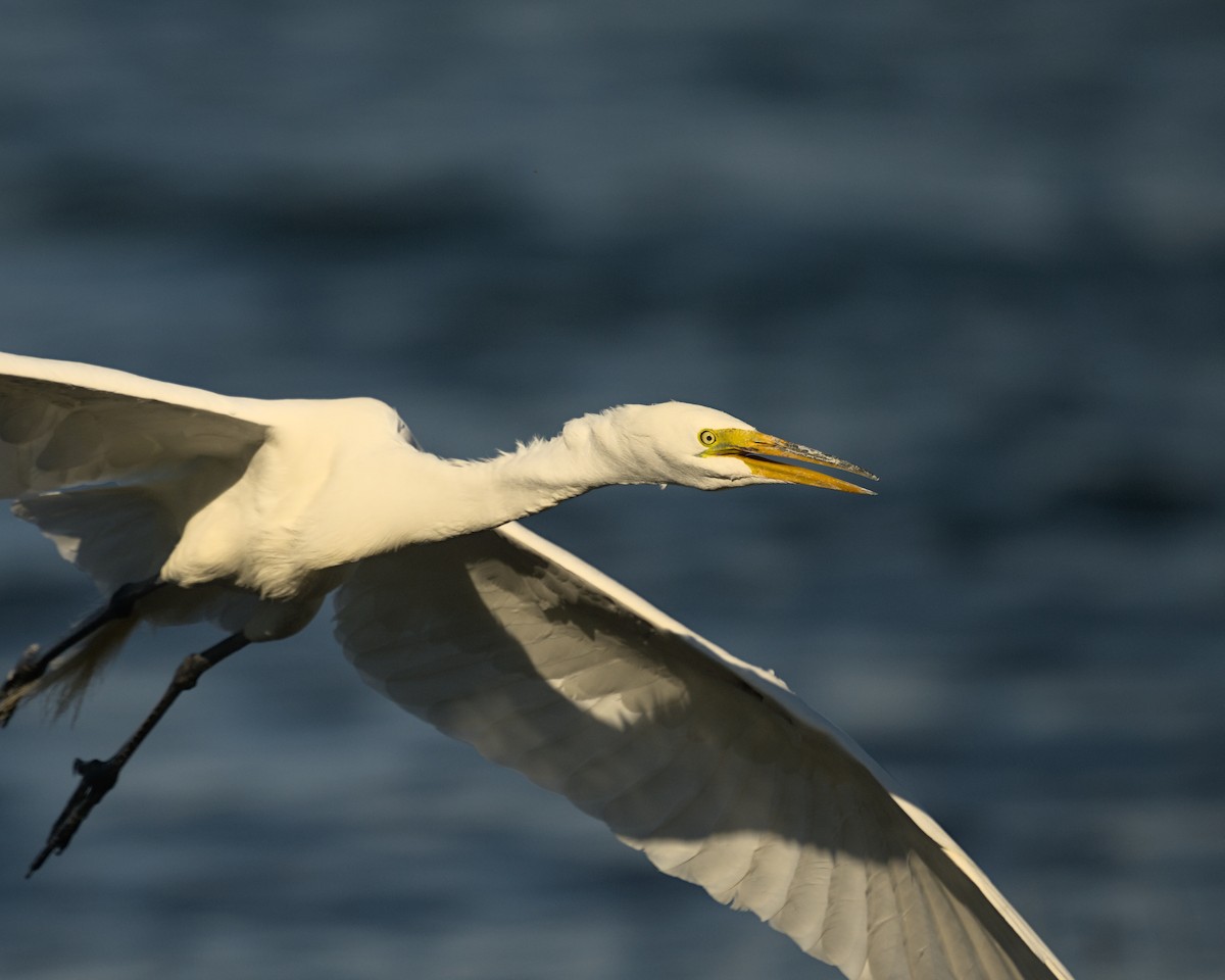 Great Egret - ML620432828