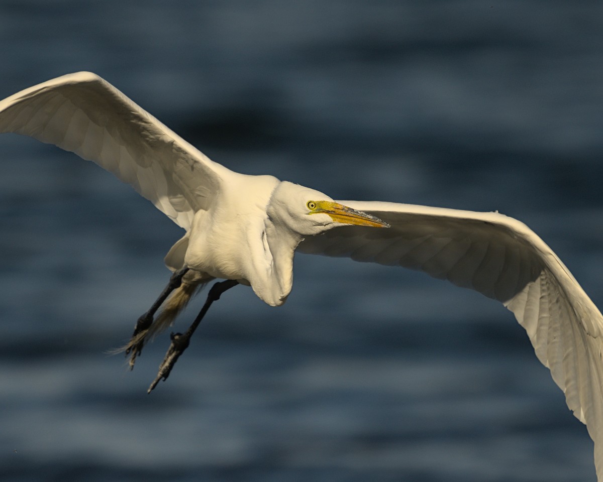 Great Egret - ML620432829