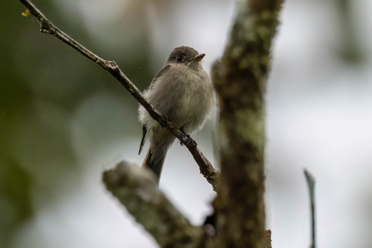 pewee sp. (Contopus sp.) - ML620432831