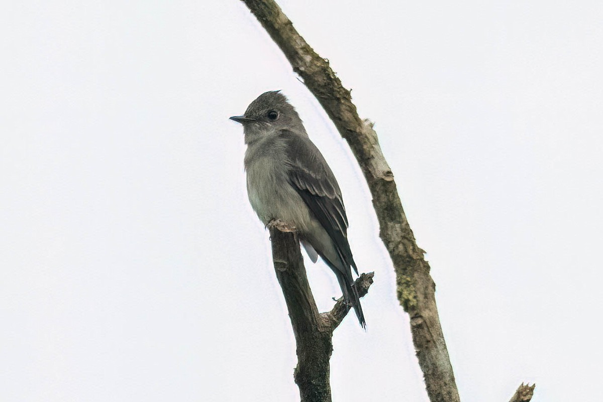 pewee sp. (Contopus sp.) - ML620432832