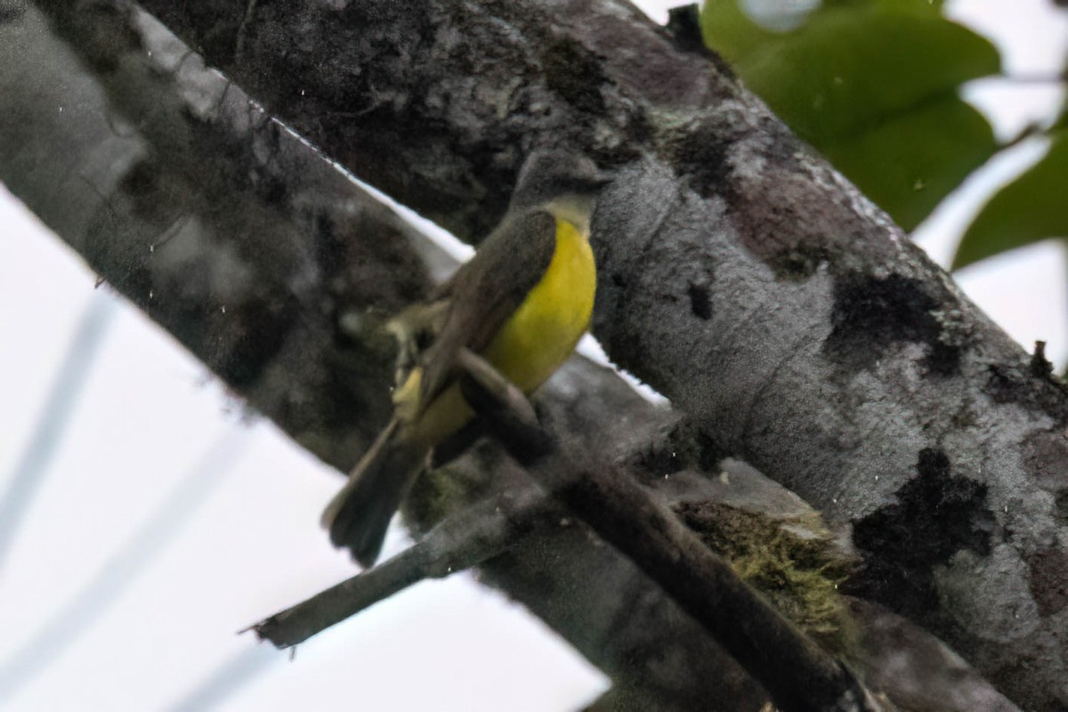 Gray-capped Flycatcher - ML620432837