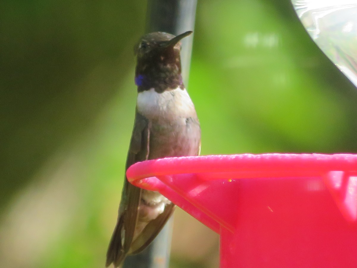 Black-chinned Hummingbird - ML620432838