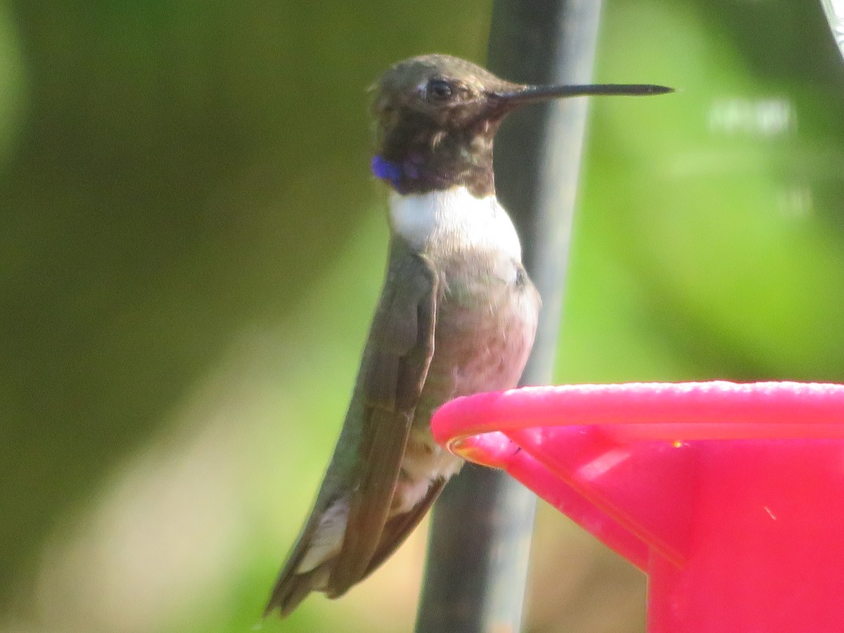 Black-chinned Hummingbird - ML620432839