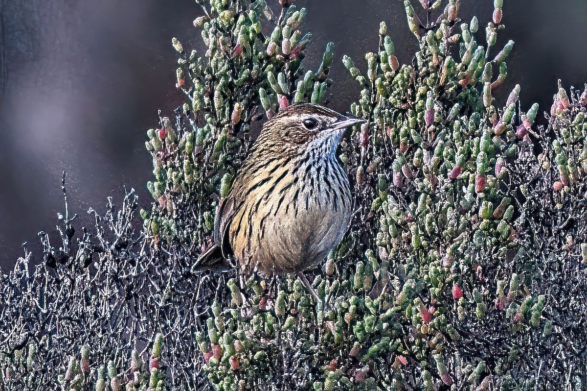 Striated Fieldwren - ML620432848