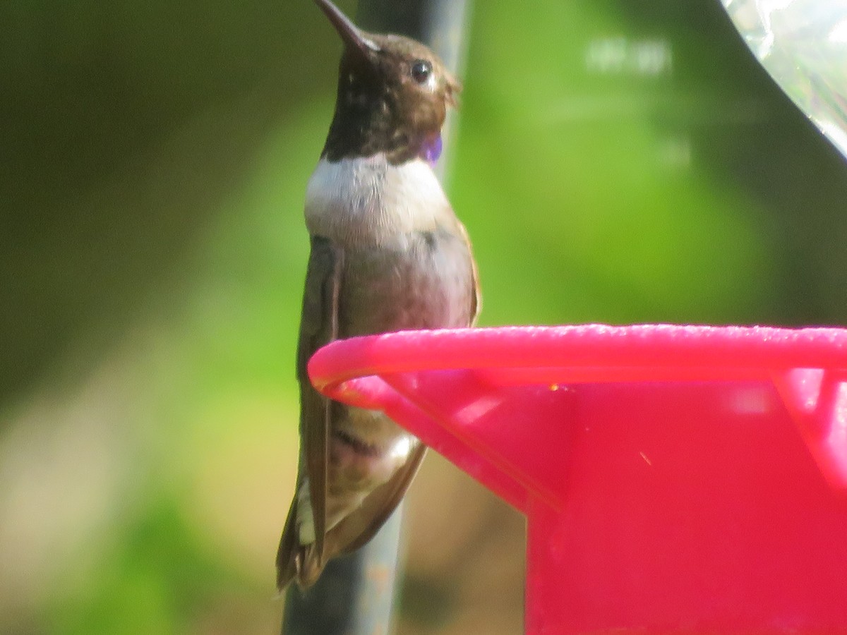 Black-chinned Hummingbird - ML620432849