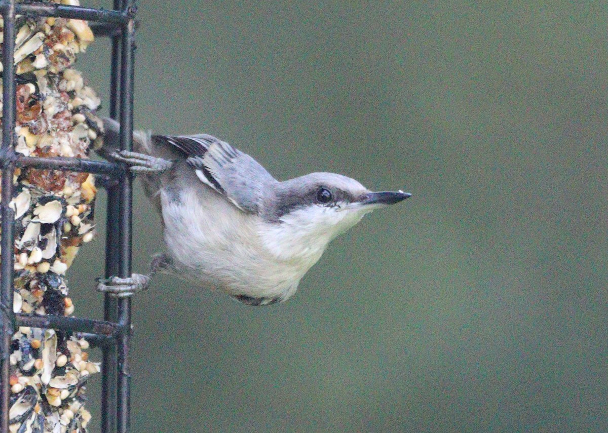 Brown-headed Nuthatch - ML620432850