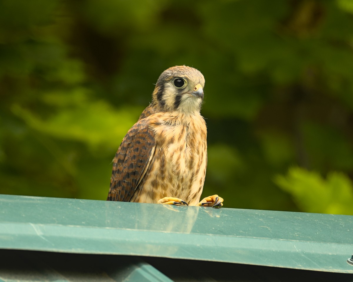 American Kestrel - ML620432851