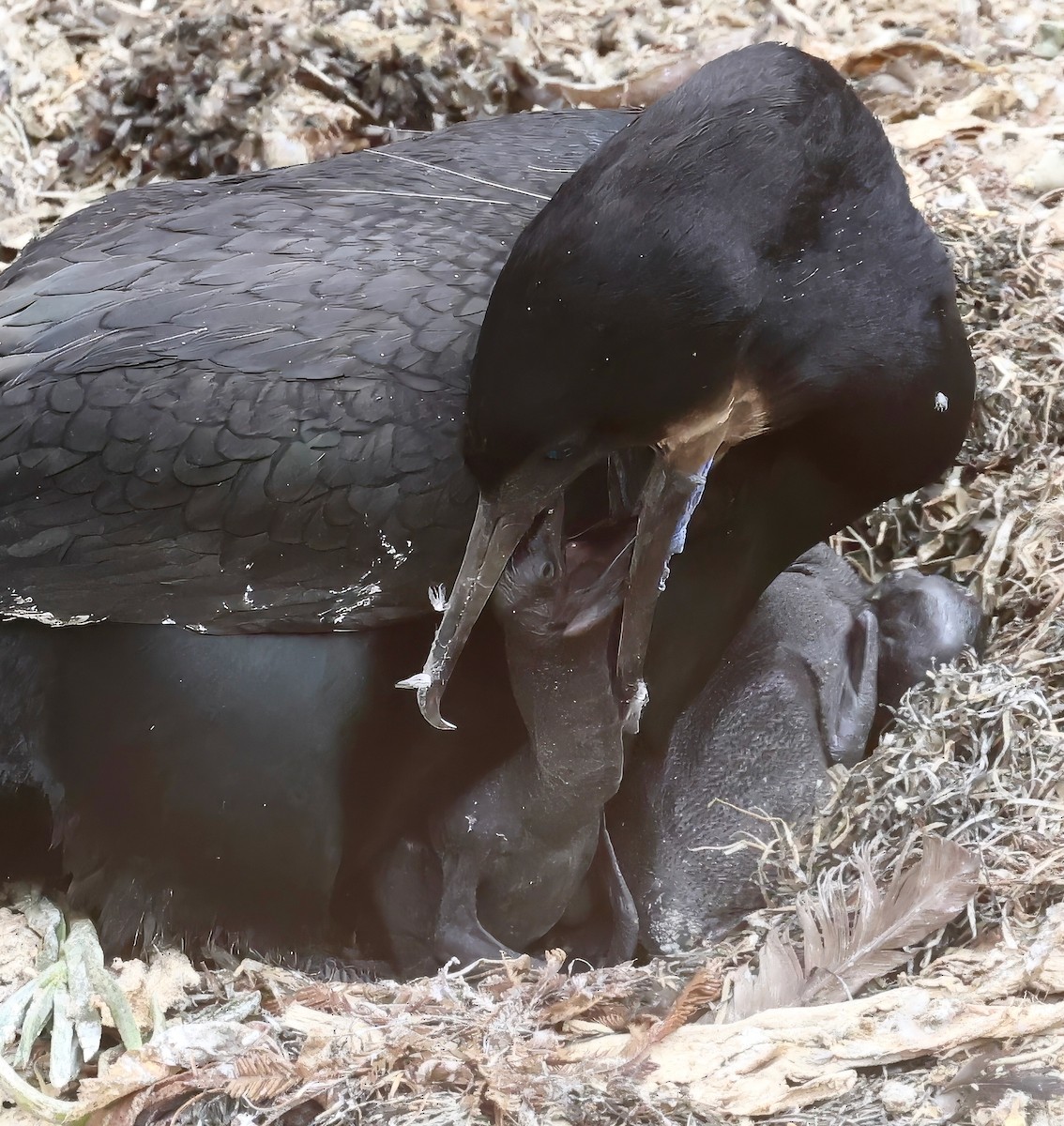 Brandt's Cormorant - ML620432852