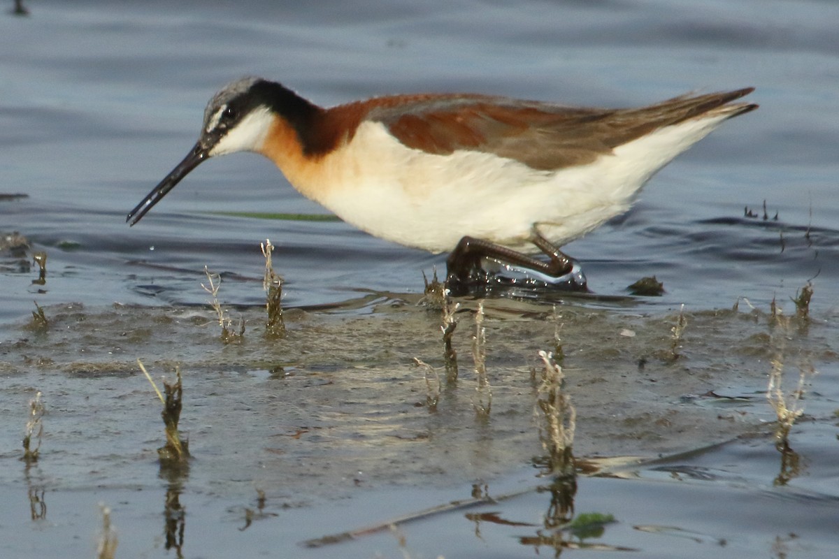 Wilson's Phalarope - gord smith