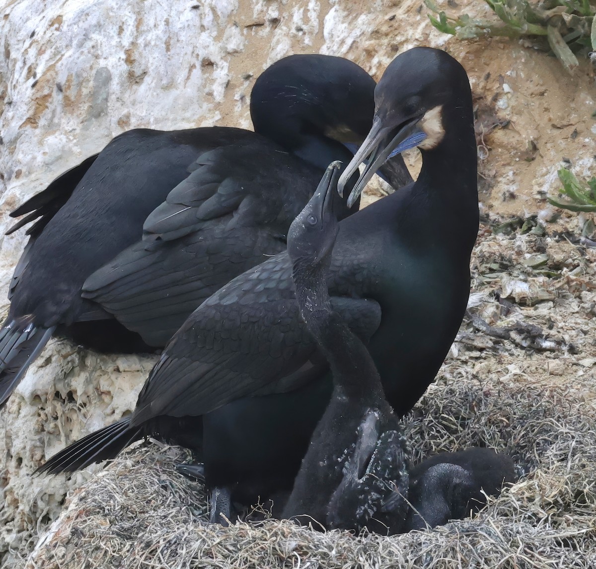 Brandt's Cormorant - ML620432854