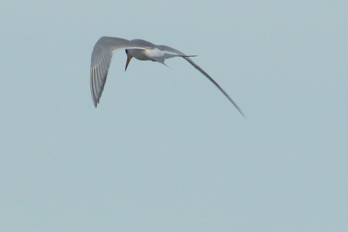 Forster's Tern - ML620432859