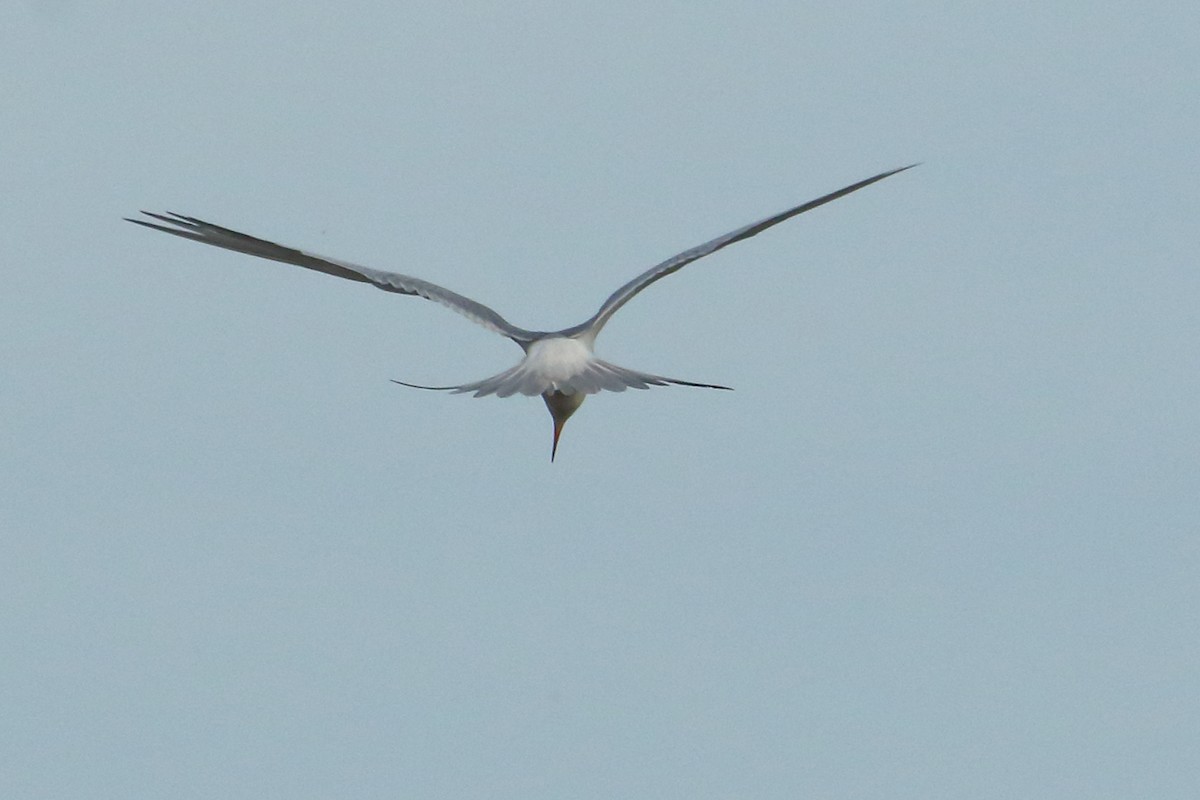 Forster's Tern - ML620432860