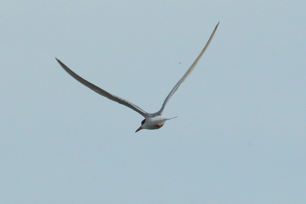 Forster's Tern - ML620432861