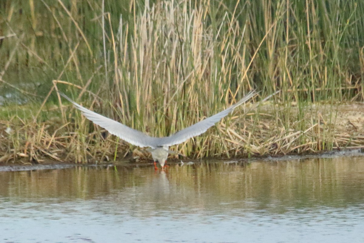 Forster's Tern - ML620432865