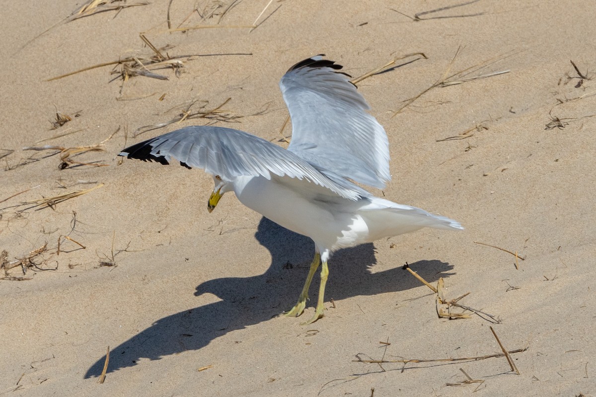 Ring-billed Gull - ML620432868