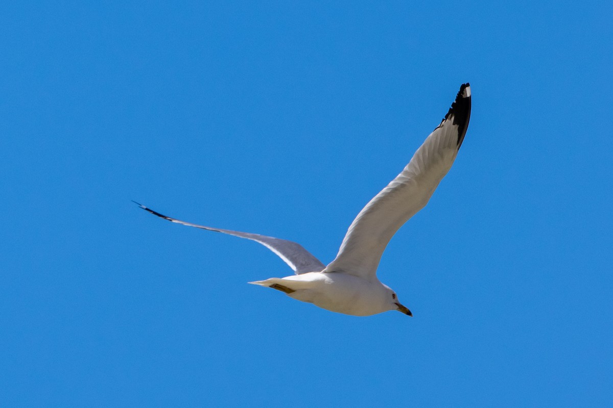 Ring-billed Gull - ML620432869